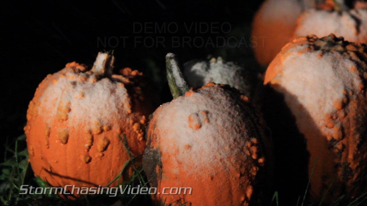 Snow Overtaking Pumpkins in Rice Lake, WI