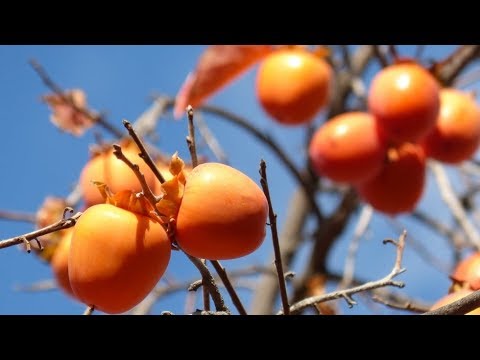 Video: Ce înseamnă fructul în Biblie?