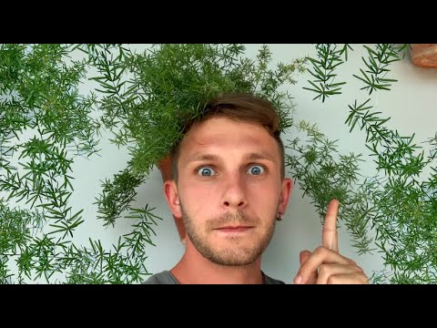 Vídeo: Deliciosos Espargos No Seu Jardim. Cultivo E Cuidado. Foto