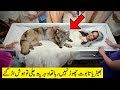 ڈاکٹر نے غور سے باڈی کو دیکھا تو فورا پولیس بلالی Wolf Was Not Leaving Woman When Doctor Checked...