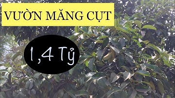 ✅ Bán 2.000m2 Vườn Măng Cụt Tại Xã Bảo Bình , Huyện Cẩm Mỹ , Đồng Nai // LH: 0935605866 Mr. Quân