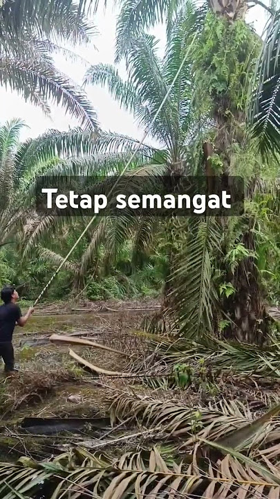 wayahe kerjo Ojo mong di sawang semoto#viralvideo #sawit #history #storywa #