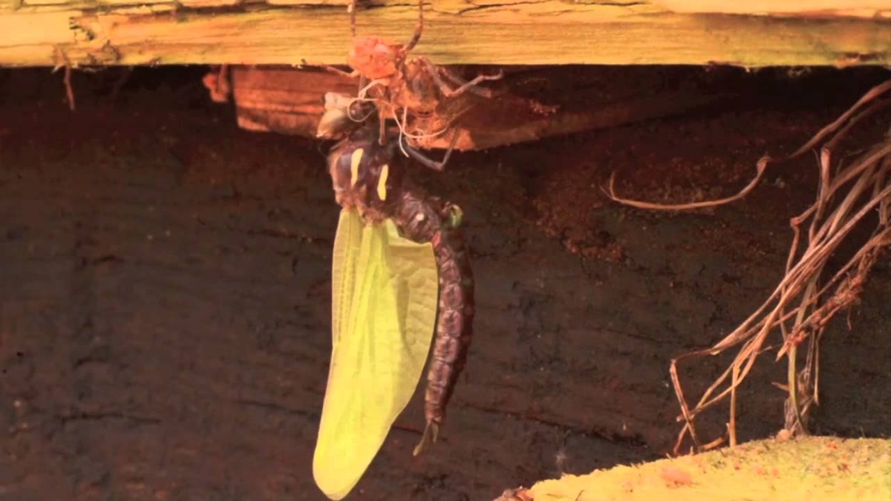 dragonfly larvae picture dragonfly larvae picture