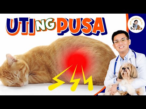 Video: Pus Sa Ihi Sa Pusa