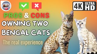 5 Pros & 3 Cons we realized after got two Bengal cats.4K real life footage