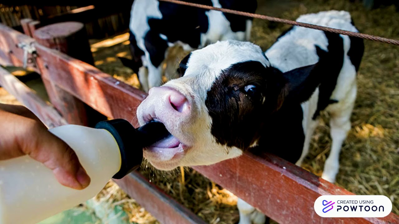 A Day In The Life Of A Dairy Farmer YouTube