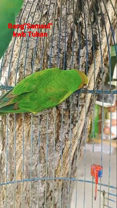 sepasang burung Nuri hijau,,barangkali ada yg tau nama aslinya,,,,!??(@bangsamsultuban7336)