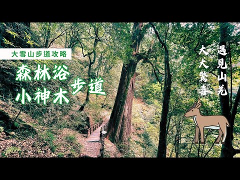 大雪山步道群攻略｜森林浴/小神木 步道｜環狀路線介紹｜台灣少數可以看到山羌的地方｜還有樹齡比雪山神木更高的小神木