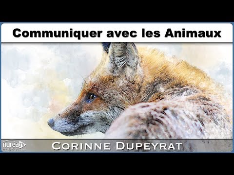 Vidéo: Plus rien à faire: traduire les pensées des animaux avec la nouvelle technologie