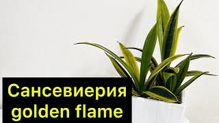 видео: Пересадка Сансевиерии golden flame, краткий отзыв о сорте. #сансевиерия картинка: Пересадка Сансевиерии golden flame, краткий отзыв о сорте. #сансевиерия
