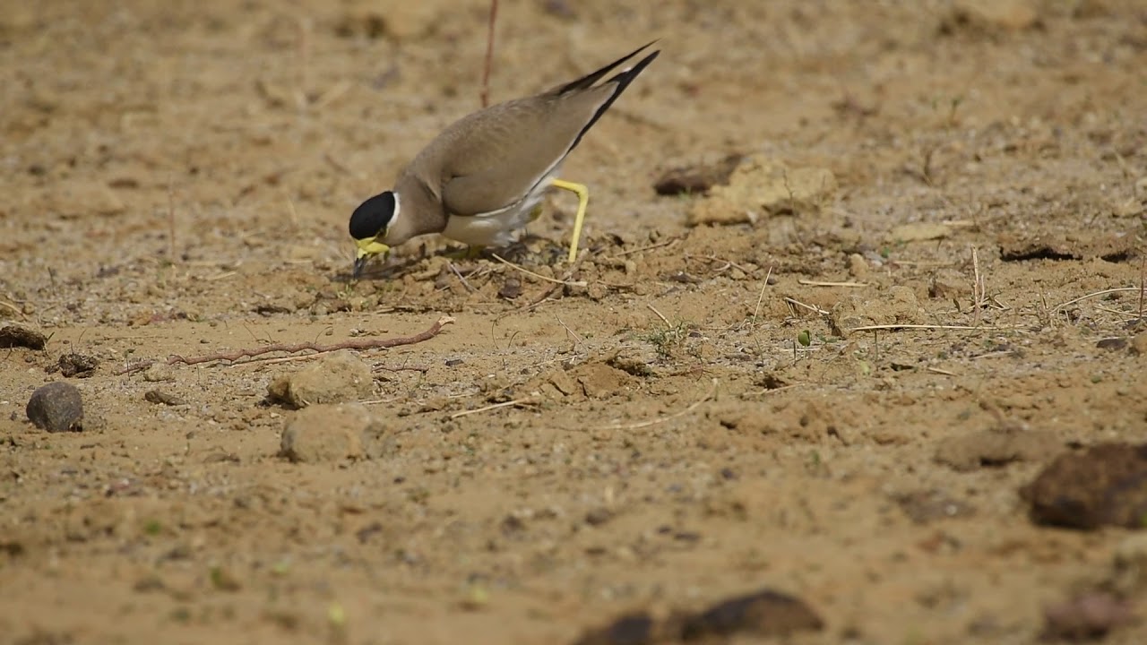Yellow Wattled Lapwing behavior. 