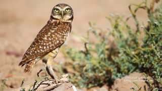 Getting Scolded by a Burrowing Owl