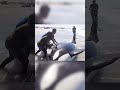 This orca's gratitude after being saved will melt your heart #orca #rescue #shorts
