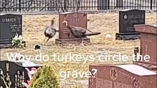 Why Do Turkeys Circle Dead Things? ☠️
