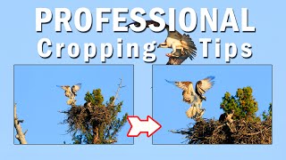 Celebrity Professional Cropping Tips - Crop your PHOTOS like a professional photographer. Amazing Photos! Net Worth