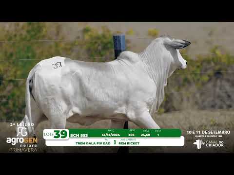 LOTE 39