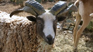 Meet My Unusual Herd Of Sheep - Wild Mouflon & More
