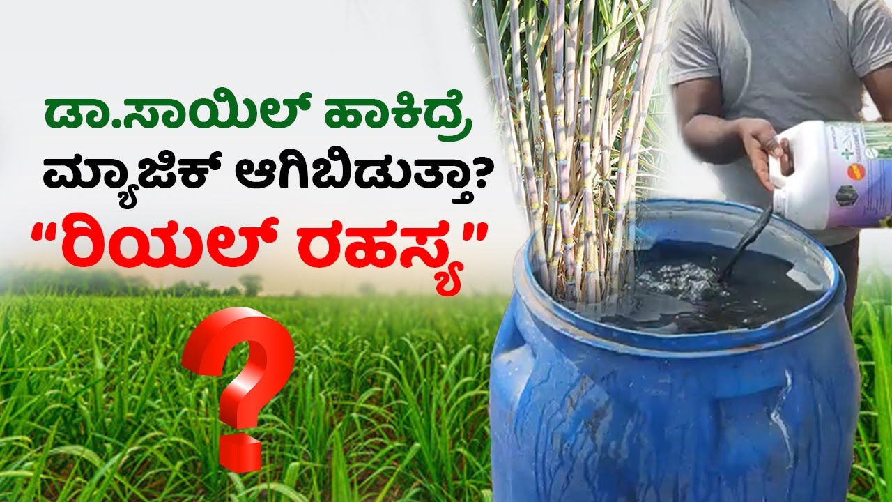 ಕಬ್ಬು ಬೆಳೆಗೆ ಡಾ.ಸಾಯಿಲ್ ಹಾಕಿದ್ರೆ ಮ್ಯಾಜಿಕ್ ಮಾಡುತ್ತಾ? ಅಸಲಿ ವಿಚಾರ ಏನು ಗೊತ್ತಾ? Organic sugarcane farming