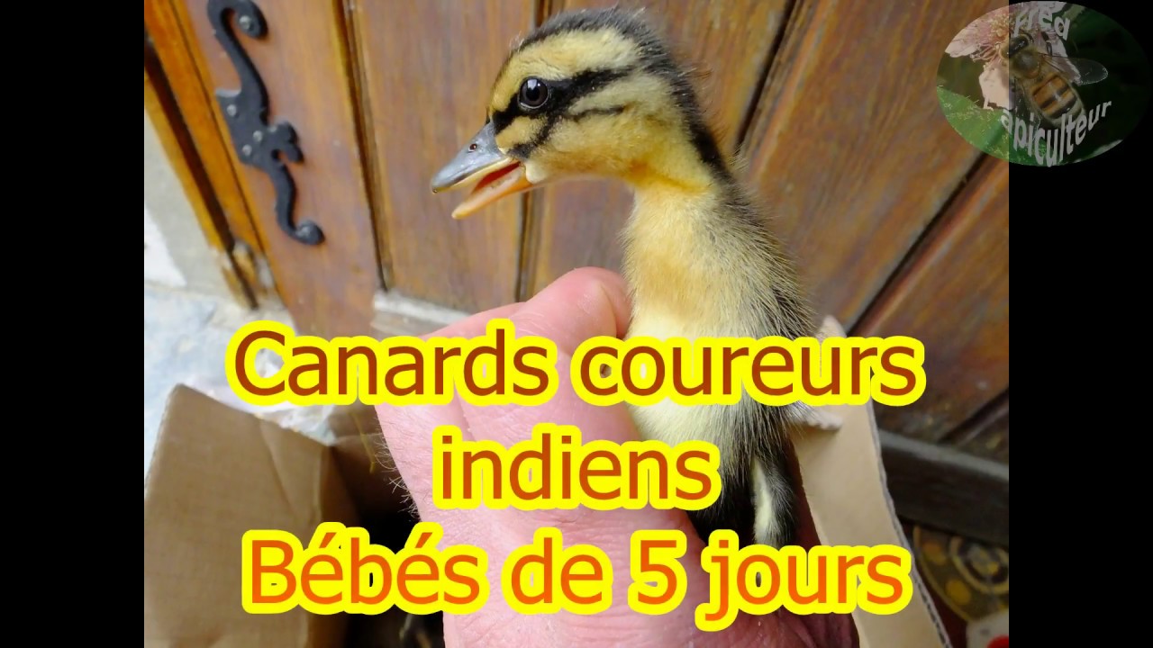 Canards Coureurs Indiens Bebes De 5 Jours Youtube