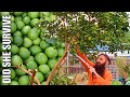 Hard Prune on Lime Tree &amp; Backyard Farm Update