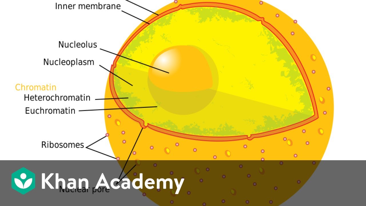 ⁣Nucleus | Cell: The Unit of Life | Subject | Khan Academy