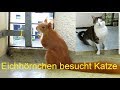 Preppalots Katze - Guck mal, ein Eichhörnchen... - Eichhörnchenbesuch im 7. Stock