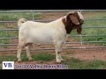 Lot 35 Valley Boers BLAZE Pinnacle Boer Goat Sale