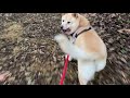 ももちゃんが速すぎてあぶないところだった