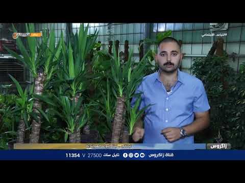 فيديو: معلومات هولي اليابانية: كيفية العناية بنباتات هولي اليابانية