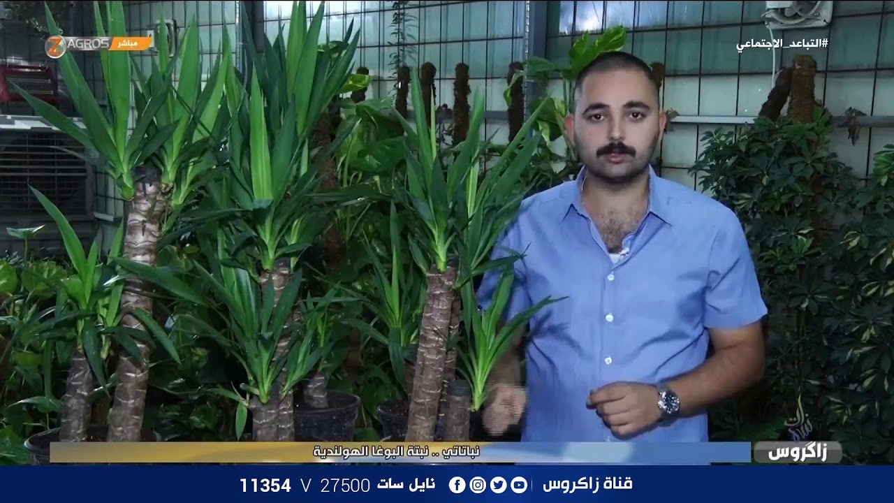 نبتة اليوغا الهولندية .. تعرفوا على طرق العناية هذه النبتة / نباتاتي من مشتل اليرموك النموذجي