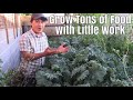 How to Grow an Enormous Vegetable Garden with Very Little Work