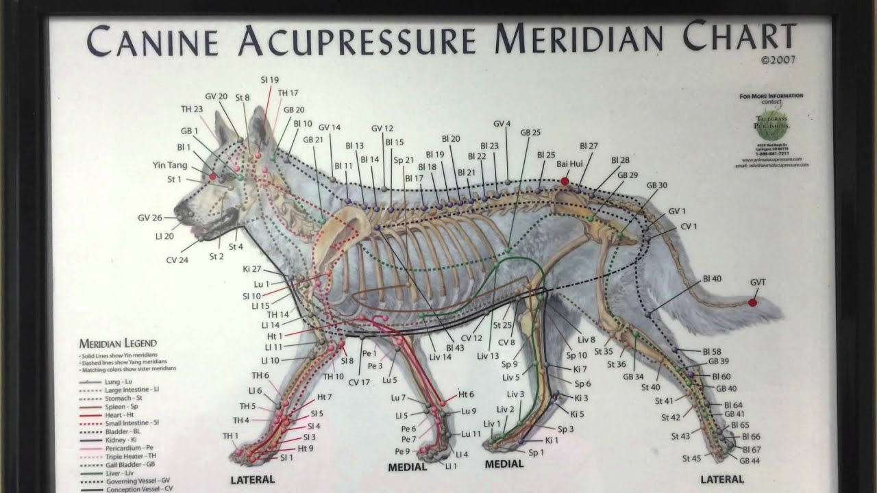 duluth veterinary hospital facebook Pet Acupuncture