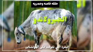 أبقار الجيرولاندو  ثنائي الغرض ومدى ملائمتها للريف المصري  حلقه خاصه وحصريه  مع ملك السلالات  (1)