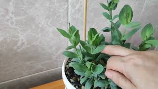 видео: Эустома после обрезки ( что с ней стало?) картинка: Эустома после обрезки ( что с ней стало?)