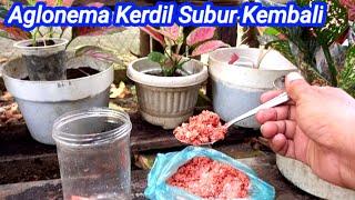 Cara Memupuk Aglonema Dengan Npk