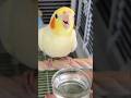 Tiny Gulps, Big Joy! 🦜💦 #cockatielscraze