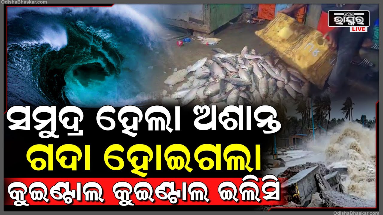 ଅଶାନ୍ତ ହେଲା ବଙ୍ଗୋପସାଗର, କୂଳରେ ଗଦା ହୋଇଗଲେ କ୍ୱିଣ୍ଟାଲ କ୍ୱିଣ୍ଟାଲ ଇଲିସ ମାଛ, ଖୁସିରେ ନାଚିଲେ ମତ୍ସ୍ୟଜୀବୀ