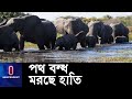 রোহিঙ্গা শিবিরের কারণে হাতির আসা যাওয়ার ২১ পথ বন্ধ ।। Elephant