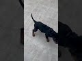 Rottweiler Training Habit ❤️😘 Rocky