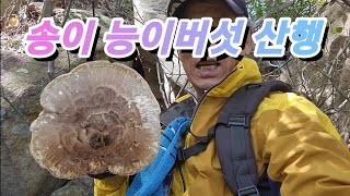 [약초]송이 능이버섯 산행/충북 북부