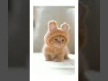 #achooo cute😍✨#babycat#catlovers#shorts