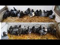 Спортивные голуби / обзор голубят / racing pigeons / pigeon baby.