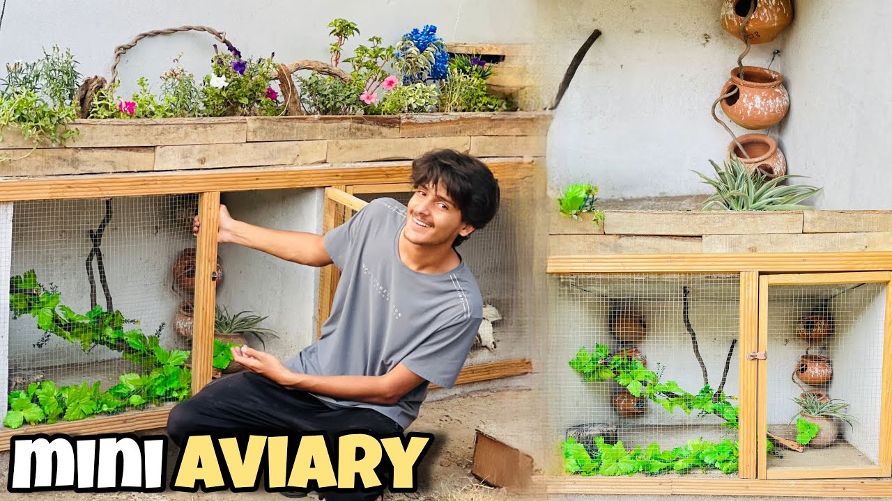 Mini Aviary Mein Finches Ki Breeding Colony Ready Kardi😍