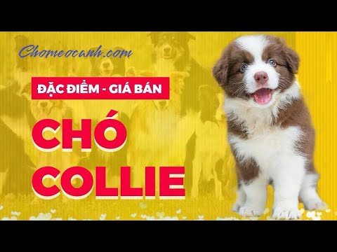 Video: Giống Chó Collie. Người Quen