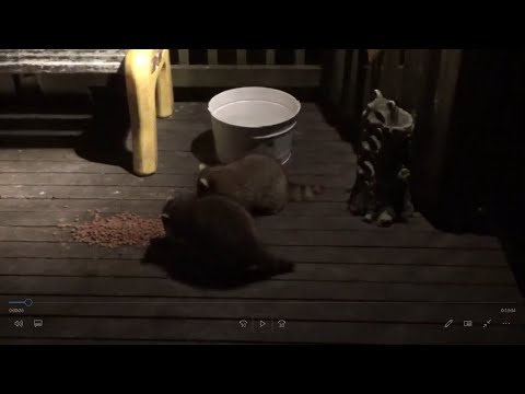 Two Baby Raccoons Showed Up