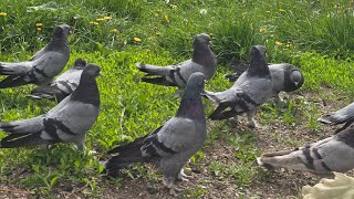 İspirtolu Dumanlılar 2006 Yılları Komple Kümesi Aldık Pazar 21.00 Da Sizlerle Dostlar