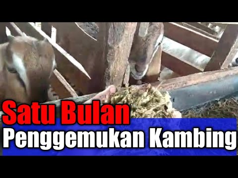 Penggemukan Ternak Kambing Satu Bulan | tanpa ngarit 