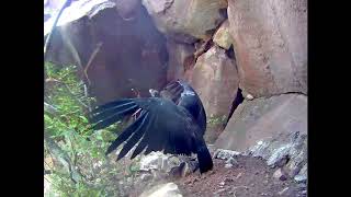 Check out some great footage of california condor chick #871 sent to
us from our partners at the usfws hopper mountain national wildlife
refuge. in this seri...