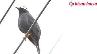 Burung punglor / anis siberia gacor di alam bebas