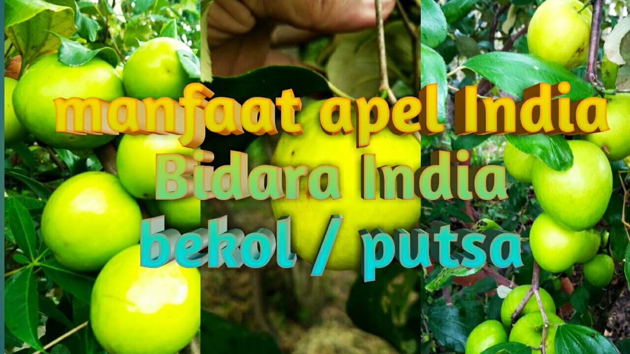 Manfaat buah apel